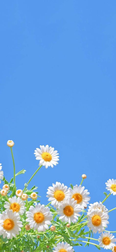 Sun Flower Wallpaper Aesthetic, Blue Sky Wallpaper, Simplistic Wallpaper, Daisy Wallpaper, Camera Art, Flowers Photography Wallpaper, Disney Phone Wallpaper, Sky Wallpaper, Simple Phone Wallpapers