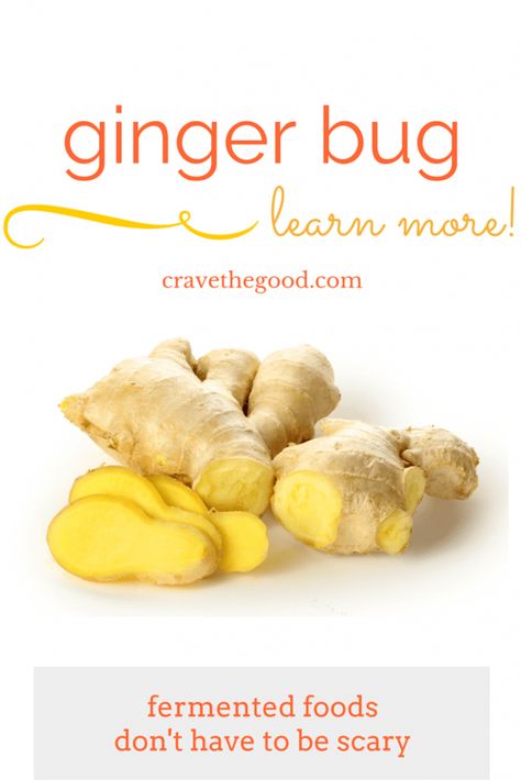 A Ginger Bug: what it is, how it's made, and why it's good for you! -- Think healthy soda pop! -| cravethegood.com Ginger Bug, Raw Ginger, Health Benefits Of Ginger, Ginger Plant, Onion Juice, Ginger Benefits, Ginger Root, Natural Home Remedies, Fresh Ginger