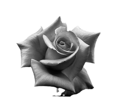 Roses Reference, Rose Flower Sketch, Black And Grey Rose Tattoo, Flower Vine Tattoos, Rose Reference, Black And Grey Rose, Rose Flower Tattoos, Money Rose, Rose Tattoo Sleeve