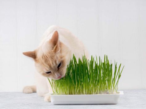 Top 5 Reasons Why Cats Eat Grass - Tractive GPS Dog & Cat Blog Cat Grass Planter, Cat Eat, Pet Grass, Kalanchoe Blossfeldiana, Chia Pet, Cat Grass, Cat Plants, Eat My, Cat Behavior