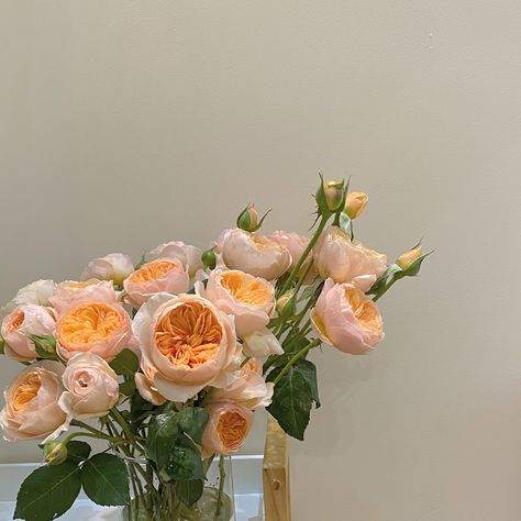 Juliet Rose Aesthetic, Juliet Rose Flower, Juliet Core, Juliette Rose, Juliet Rose, July Flowers, Rosé Aesthetic, David Austin Roses, Book Aesthetics