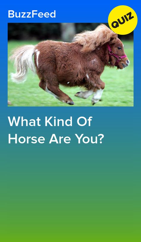 Horse Quizzes, What Animal Are You, Funny Horse Memes, Horse Girl Problems, Horse Quotes Funny, Different Horse Breeds, Diy Horse Barn, Funny Horse Videos, Horse Jokes