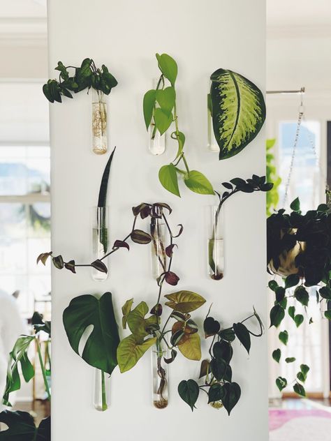 Propagation Wall, Indoor Plant Wall, Plant Wall Decor, Plant Propagation, Plant Decor Indoor, Wall Vase, Room With Plants, Propagating Plants, Modern Vase