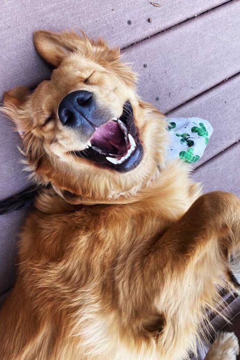 Happy dog, golden retriever, dog smiles, happy golden, dog selfie, fun dog photography, dog bandana, big dog smiles, bandanas for dogs, dog photography, creative dog photo, beautiful dog, shop small Golden Retriever Photoshoot, Dog Photography Ideas Creative, Fun Dog Pictures, Dog Photography Creative, Golden Retriever Photography, Dog Smiling, Dog Golden Retriever, Colorful Hairstyles, Puppy Photography