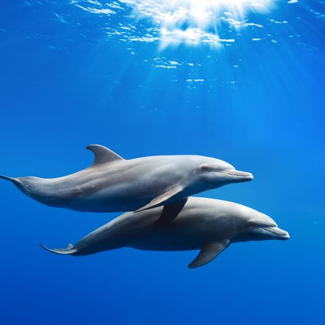 Dolphins Like Radiohead And Science Has Proved This :-) Dolphin Images, Dolphin Photos, Aquatic Animals, Marine Mammals, Wildlife Conservation, Marine Animals, Ocean Creatures, Ocean Animals, In The Ocean