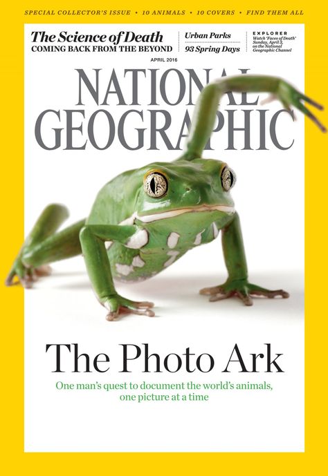 One of ten covers, featuring the waxy monkey tree frog. Natgeo Magazine Cover, Animal Magazine Cover, Portrait Settings, Tabloid Design, National Geographic Cover, National Geographic Animals, Animal Magazines, Bow Inspiration, Magazine Front Cover