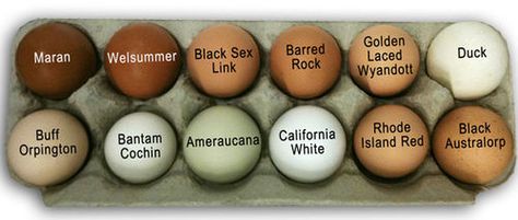 Chicken Breeds and Their Egg Colors (This picture belongs to BYC's dfdesigns)       Great link! ... Different Types Of Eggs, Chicken Egg Colors, Chicken Houses, City Chicken, Best Egg Laying Chickens, Buff Orpington, Types Of Eggs, Egg Laying Chickens, Chicken Life