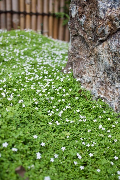 A true carpeting ground cover: Pratia pedunculata – Mallee Design Portulaca Ground Cover, Star Jasmine Ground Cover Front Yards, Creeping Rosemary Ground Cover, Australian Native Ground Cover, Observatory House, Jasmine Ground Cover, Barbie Garden, Groundcover Plants, Forest Project