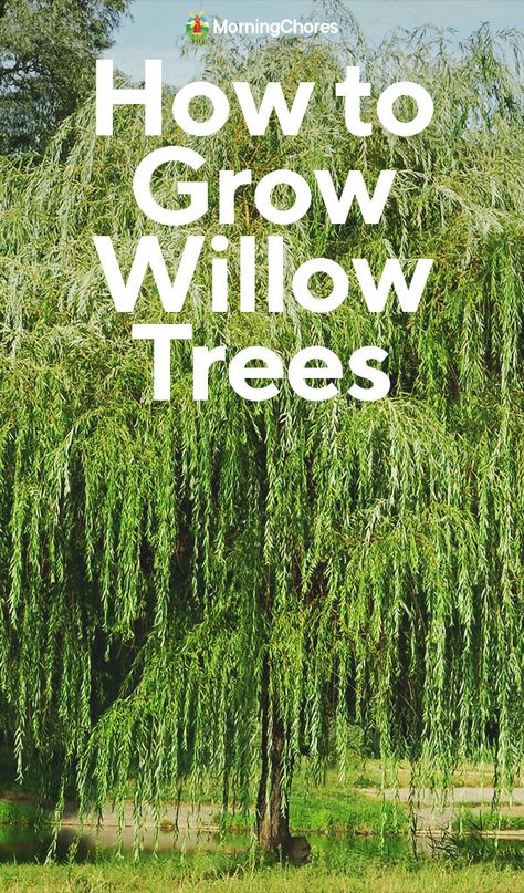 Wiping Willow Tree, Wipping Willow Trees, Black Willow Tree, Types Of Willow Trees, Willow Tree Backyard, Weeping Willow Tree Landscape, Willow Tree Landscape, Diy Willow Tree, Living Willow Structures