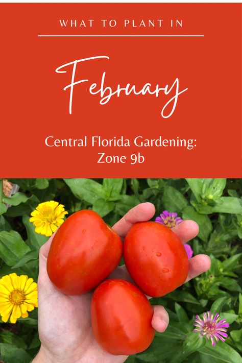 In this post I will go over the garden tasks you should be doing this month as well as provide a list of edible and flower crops that you can plant in the month of February. What To Plant In February, Central Florida Gardening, Zone 9b, Ginger Rhizome, List Of Vegetables, Florida Gardening, Gardening Zones, Zone 9, Dusty Miller