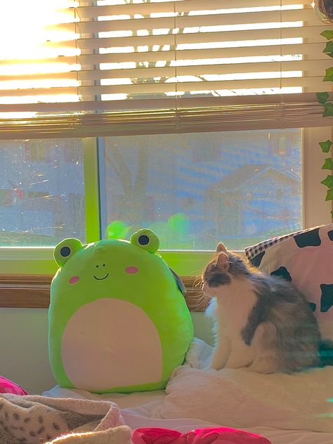 A Cat, Kitty, Bed, Green