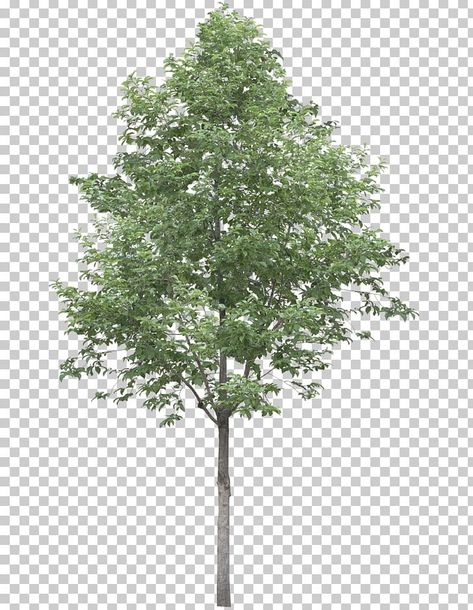 Tree Plan Photoshop, Family Tree Background, Landscape Architecture Graphics, Trees Top View, Tree Photoshop, Larch Tree, 3d Computer Graphics, Jungle Tree, Tree Plan