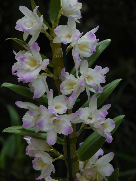 A blog about orchids written by the staff of the Fuqua Orchid Center. Orchid Meaning, Orchid Diseases, Cactus Gardens, Dendrobium Nobile, Orchid Roots, Orchid Leaves, Flower Identification, Types Of Orchids, Dendrobium Orchids