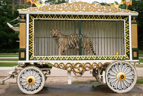 Carnival/fair/circus tiger in a cage prop Circus Costumes Women, Christmas Toy Shop, Haunted Carnival, Old Circus, Halloween Circus, Circus Train, Fair Rides, Dark Circus, Circus Tent