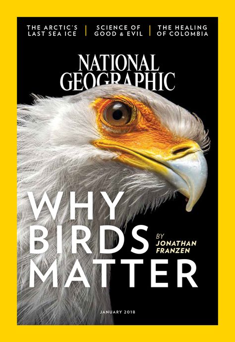 National Geographic Magazine National Geographic Graphic Design, National Geographic Magazine Layout, Animal Magazine Cover, National Geographic Design, National Geographic Poster, Bird Typography, National Geographic Cover, Typography Magazine, Animal Magazines