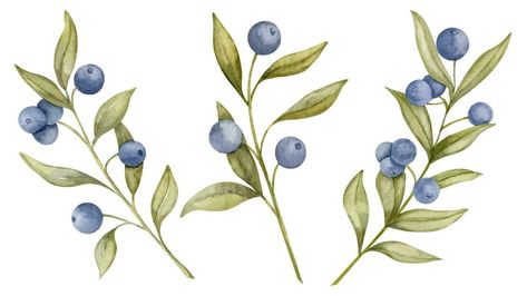 Set of Blueberry branches. Hand drawn watercolor illustration of Blue Berry fruits and green leaves on white isolated background. Drawing of Bilberry. Sketch of huckleberry or blackberry for clipart Blueberry Branch Drawing, Huckleberry Illustration, Berries Drawing Simple, Berry Bush Drawing, Huckleberry Drawing, Blue Berries Drawing, Blueberry Sketch, Berries Drawing, Blueberry Drawing