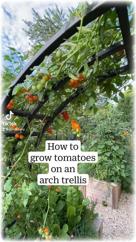 Outdoor Trellis Ideas, How To Grow Tomatoes, Garden Arch Trellis, Arch Trellis, Trellis Ideas, Grow Tomatoes, Outdoor Trellis, Garden Wallpaper, Garden Arches