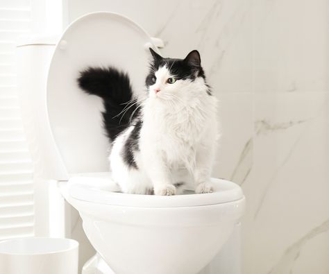 Cat Potty Training, Train Cat To Use Toilet, Cat Peeing Outside Litter, Cat Training Tips Kittens, Cat Toilet Training, To Pee, Cat Pee, Cat Toilet, Aluminum Pans