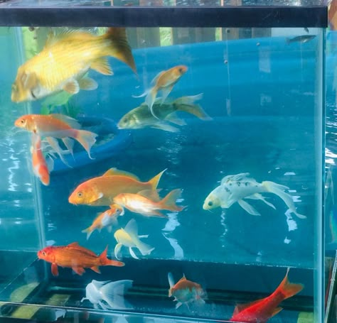 Fish Core Aesthetic, Marine Life Pfp, Fish Core, Sea Life Aesthetic, Goldfish Aesthetic, Sea Icons, Sea Core, Fish Aesthetic, Aquarium Photos