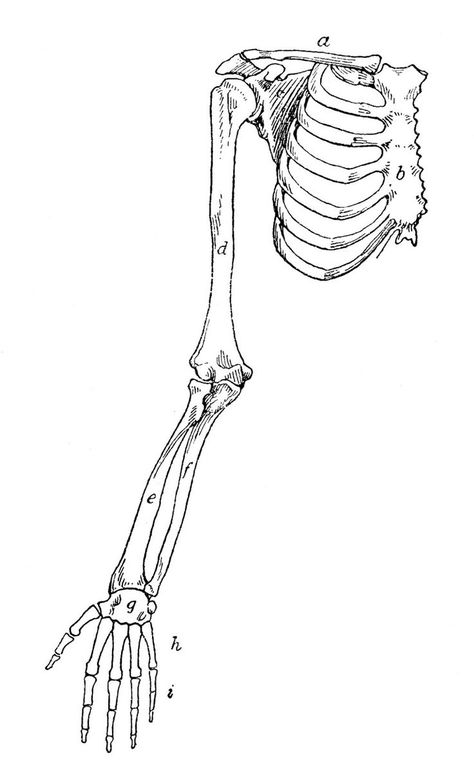 Arm Bones Drawing, Skeleton Art Drawing, Bones Drawing, Bone Drawing, Drawing Arms, Arm Anatomy, Skeleton Arm, Arm Bones, Arm Drawing