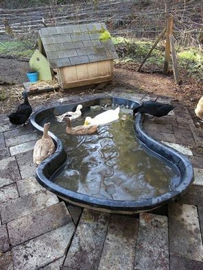 Pool For Ducks, Backyard Chicken Run, Chicken Backyard, Reban Ayam, Duck Pens, Brooder Box, Backyard Chicken Coop, Backyard Coop, Backyard Ducks