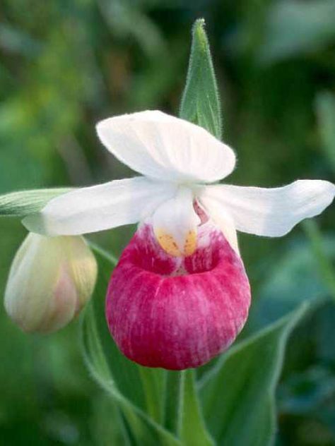 Slipper Orchid, Lady Slipper Orchid, Lady Slipper, Strange Flowers, Rare Orchids, Growing Orchids, Native Flowers, Exotic Orchids, Unusual Plants