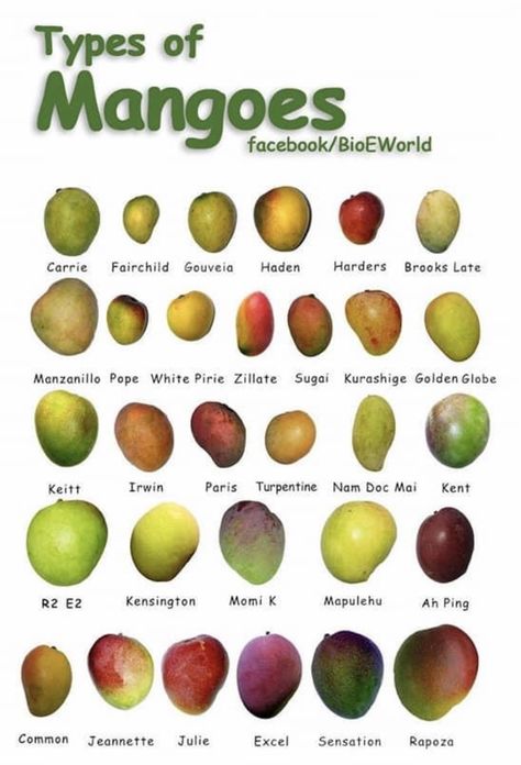 Mango Types, Fruits And Vegetables List, Mango Varieties, Simple Family Meals, Food Health Benefits, Food Infographic, Types Of Fruit, Food Charts, Food Info