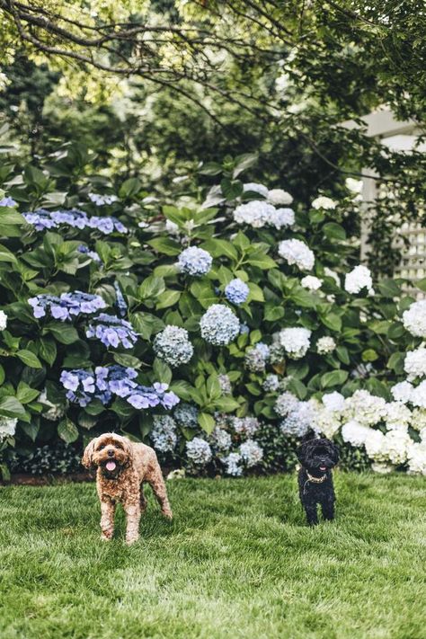 Country garden pets Hydrangeas Landscaping, White Hydrangea Garden, Hydrangeas Garden, London Plane Tree, Country Style Magazine, Full Garden, Country Garden Design, Hydrangea Landscaping, American Garden