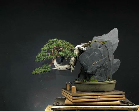 Cascading Bonsai, Bonsai Ficus, Bonsai Forest, Bonsai Tree Types, Bonsai Tree Care, Mame Bonsai, Diy Furniture Videos, Fantasy Tree, Aquarium Landscape