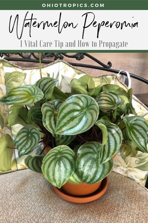 Silver Plants, Watermelon Peperomia, Propagation Tips, Plant Obsession, Propagate Plants, Watermelon Plant, Peperomia Plant, Houseplant Care, Plant Mama