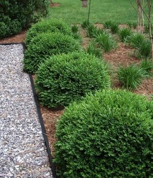 Green Velvet Dwarf Boxwood - 1 Gallon - Shrub - Boxwood Shrubs | Gardener Direct Velvet Boxwood, Green Velvet Boxwood, Boxwood Landscaping, Shrubs For Landscaping, Box Wood Shrub, Landscaping Software, Front Landscaping, Garden Shrubs, Patio Landscaping