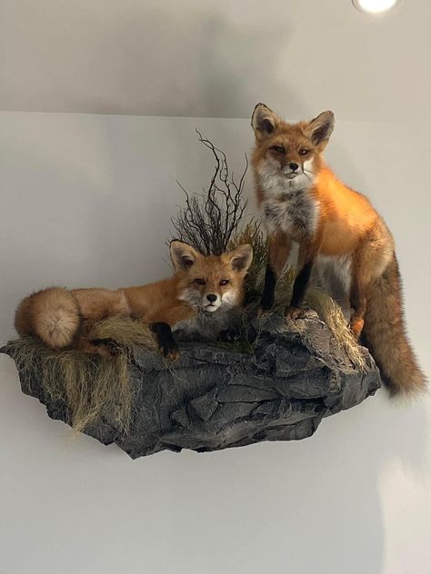 Bone Taxidermy, Hunting Mounts, Taxidermy Fox, Taxidermy Decor, Animal Taxidermy, Taxidermy Display, Man Cave Room, Wet Specimen, Hunting Room