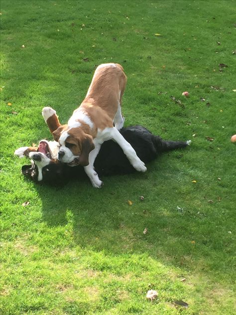 Samen spelen Sint Bernard en Berner senner Saint Bernards, St Bernard, Saint Bernard, Cute Animals, Dogs, Animals