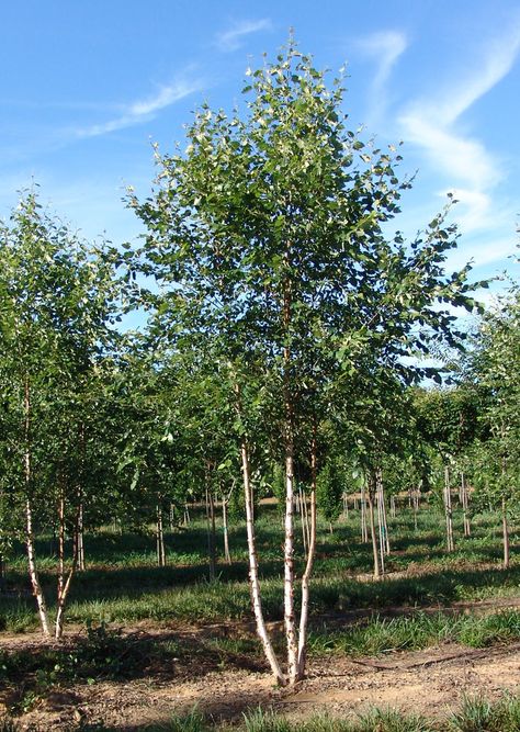 multi stem birch Trees For Small Yards, Small Landscape Trees, Home Front Yard, River Birch Trees, Betula Nigra, Soft Landscape, Birch Trees Landscaping, Small Trees For Garden, Plant Library