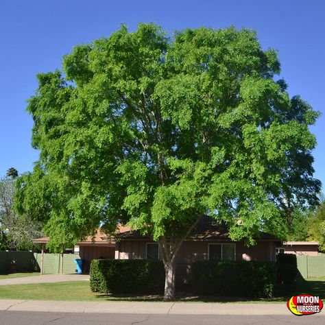 Chinese Elm Trees Create Shade! Chinese Elm Tree, Best Shade Trees, Desert Trees, Patio Trees, Elm Tree, Arizona Landscape, Street Trees, Specimen Trees, Fast Growing Trees