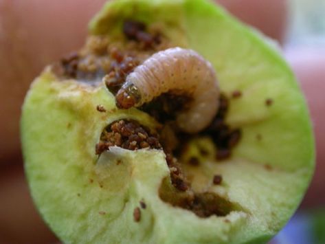 Worm In Apple, Garden Pests Control, Codling Moth, Raised Bed Gardens, The Pest, Nature Studies, Plant Pests, Plant Diseases, The Magnus Archives