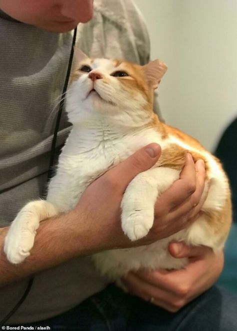 This little cat from Saudi Arabia looked lovingly at their owner, who was holding them in his arms for some cuddles Heal Your Soul, Give It Your All, Look At Me Now, Golden Puppy, Older Cats, Kitten Gif, Gremlins, Animal Fashion, So Much Love