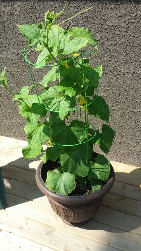 Cucumber plant in a pot because my yard is not ready for a garden, so far lots of cucumbers growing just remember to water!! Cucumber Plants In Pots, Raised Bed Diy, Trellis Raised Bed, Cucumbers Growing, Cucumber Trellis Diy, Trellis Diy, Cucumber Gardening, Plant In A Pot, Trellis Garden