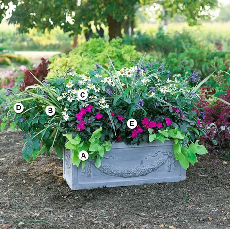 Planter Boxes Flowers, Window Box Ideas, Part Shade Flowers, Licorice Plant, Rectangular Planter Box, Rectangle Planters, Balcony Flowers, Window Box Flowers, Window Planters