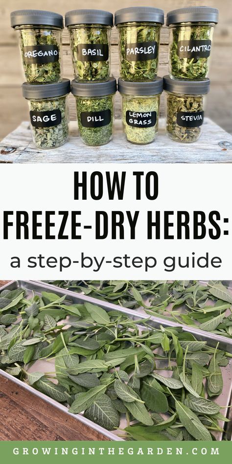 Freeze Dry Food Recipes, Freeze Dried Herbs How To Make, How To Freeze Dry Fresh Herbs, How To Freeze Dry Herbs, Storing Freeze Dried Food, Freeze Drying Herbs, Home Freeze Drying, Foods To Freeze Dry, Freeze Dried Recipes How To Make