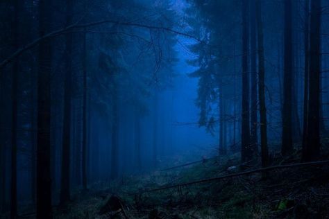 Blue Aesthetic Dark, Photoshop Filters, Forest Background, Foggy Forest, Night Forest, Blue Night, Blue Forest, Blue Wood, Blue Hour