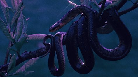 Snake Aesthetic Purple, Snake Desktop Wallpaper Aesthetic, Snake Wallpaper Laptop, Snake Desktop Wallpaper, Purple Snake Aesthetic, Toxic Crystals, Snake Core, Hot Mess Aesthetic, Mess Aesthetic