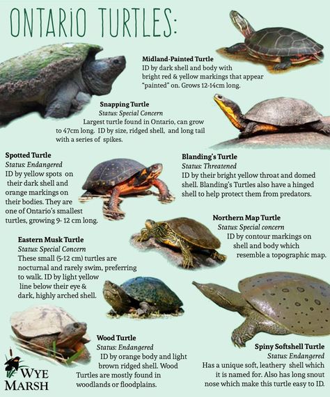 Spotted Turtle, Types Of Turtles, Turtle Facts, Tmnt Girls, Turtle Drawing, Snapping Turtle, Turtle Painting, Frog And Toad, Lizards