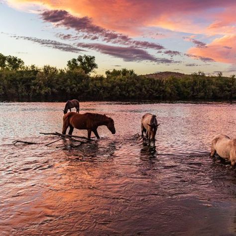 River Hotel, River Trip, Power Animal, Mesa Arizona, Down The River, Arizona Travel, Sonoran Desert, Before Sunrise, Mesa Az