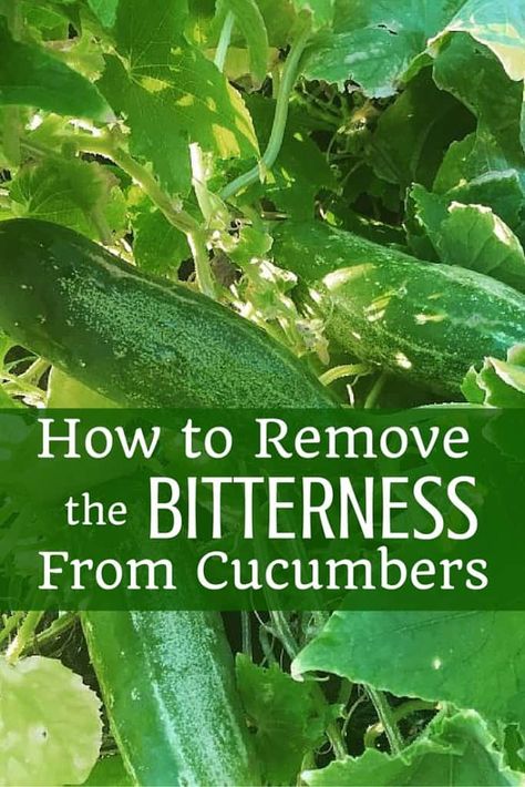 Cucumber Ideas, Cucumbers Growing, Bitter Cucumbers, Growing Cucumbers Vertically, Cucumber Gardening, Recipes Zucchini, Cucumber Plant, Growing Cucumbers, Greenhouse Plants