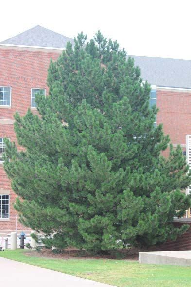 conditions Austrian Pine Tree, Michigan Landscaping, Austrian Pine, Cedrus Deodara, Thuja Plicata, Picea Pungens, Cupressus Sempervirens, Magnolia Grandiflora, Broadleaf Evergreen