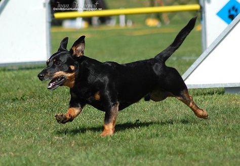 Lancashire heeler Lancashire Heeler, Cattle Dogs, Cattle Dog, Dog Show, Dog Breeds, Birds, Dogs, Animals