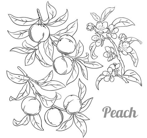 Peach Branch Tattoo, Peach Tattoo Design, Peaches Drawing, Peach Vector, Peach Sketch, Peach Branch, Tree Drawing Simple, Peach Tattoo, Branch Drawing