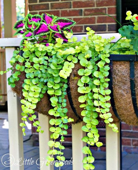 Adding DIY hanging baskets to your front porch railing is a fabulous way to welcome spring and boost your curb appeal. If you choose the Best Plants for Hanging Baskets you will be rewarded all season! These Metal Trough Planters are our favorite. They have held up year after year with only a small amount of wear. It's important to fill the container with vibrant plants. I love how large the the planters are and how much presence they have on our front porch. Follow the link at the… Metal Trough Planter, Window Box Plants, Front Porch Planters, Balkon Decor, Porch Plants, Porch Planters, Hanging Plants Indoor, Flower Baskets, Plants For Hanging Baskets