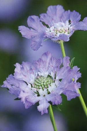 Scabiosa caucasia perfecta Lilac Scabiosa, Lavender Scabiosa, Scabious Flower, Purple Scabiosa, Blue Scabiosa, Scabiosa Caucasica, Scabiosa Flower, Focus Background, Pincushion Flower